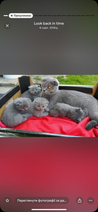 Віддам в хороші руки хлопчик