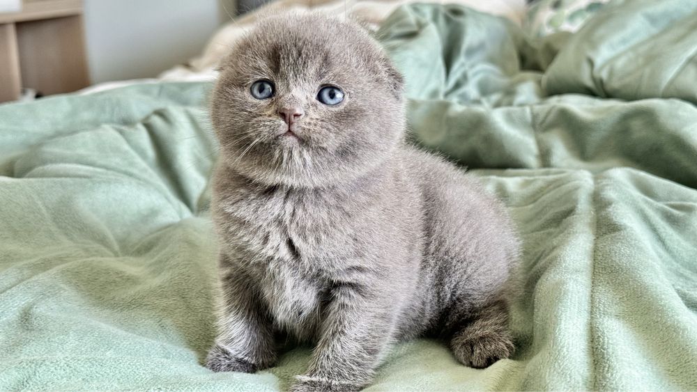 Gatinha Scottish Fold (blue)