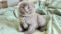 Gatinha Scottish Fold (blue)