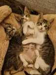 Gatinhos fofinhos para adopção