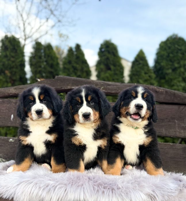 Berneński Pies Pasterski - Szczenie do Odbioru