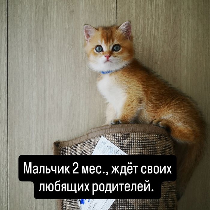 Котята  Британская золотая. Бронь.