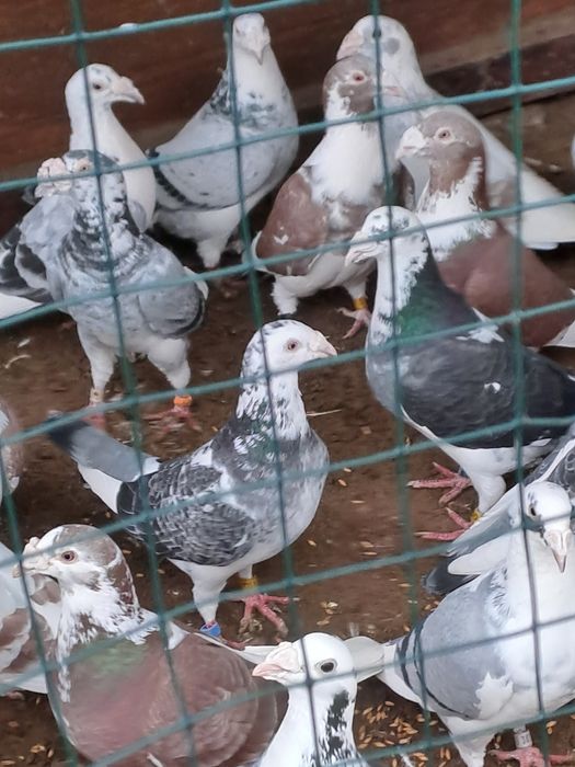 Golebie staropolskie