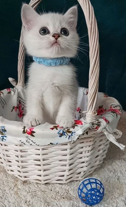 Котенок : Милый котошиншилленок.