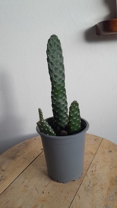 Opuntia, opuncja colonsea