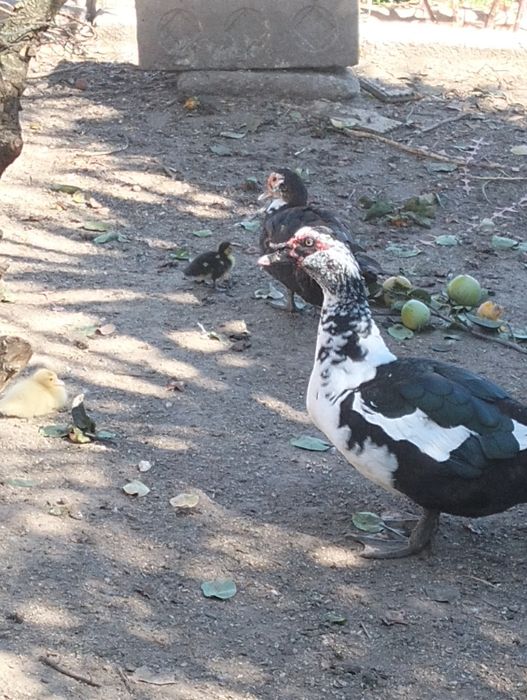 Patos mudos com duas creias