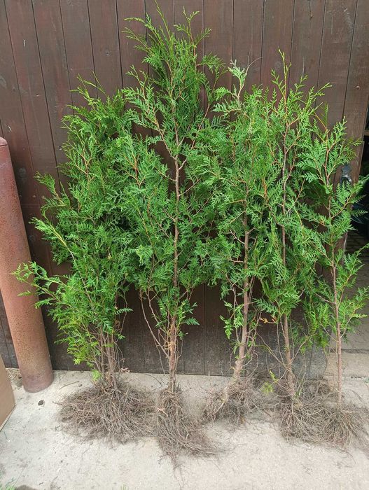 Sadzonki Thuja Brabant na żywopłot - wysokość 140-170 cm!