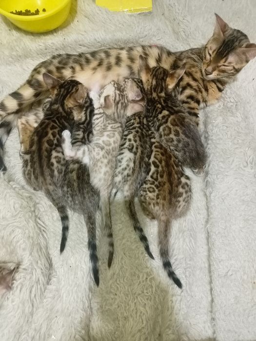 Бенгальці Bengali 2 розкішні клубні дівчинки