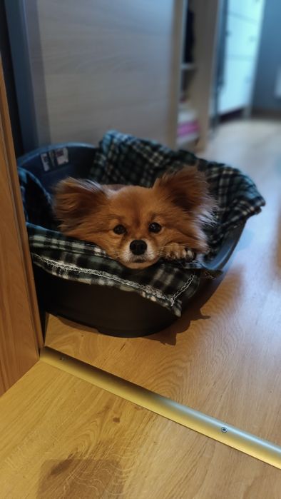 Szpic miniaturowy Schronisko Toruń