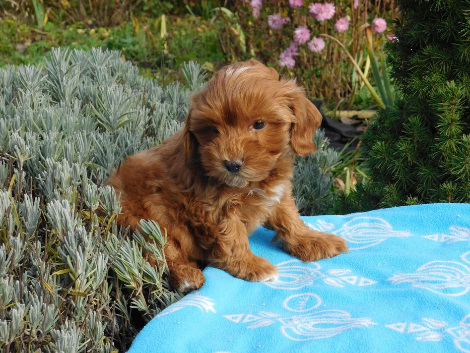 Чудова дівчинка мальтіпу