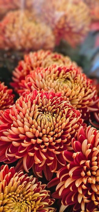 Chryzantemy Wielkokwiatowe - Doniczkowe