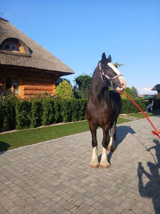 Klacz Shire źrebna Siodło Rekreacja