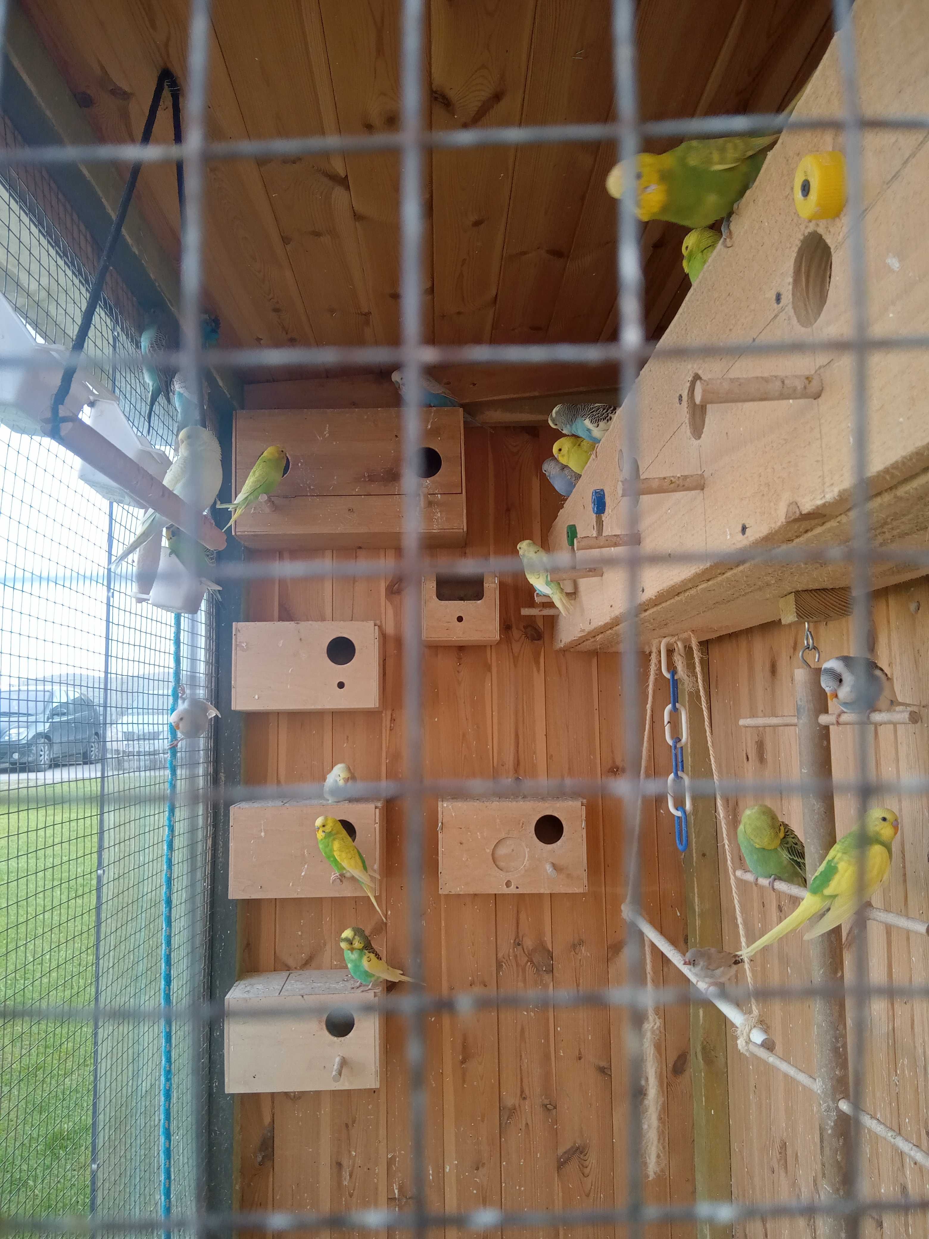 Papugi faliste z woliery zewnętrznej