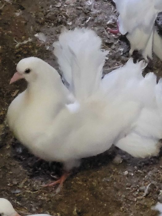 Sprzedam pawiki białe