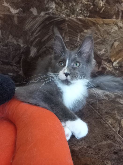 Kocurek Maine Coon