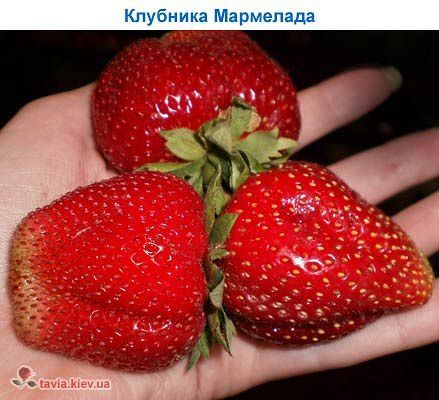 Клубника мармелада