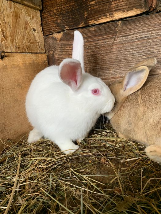 Продам кролів від 1,5 місяців