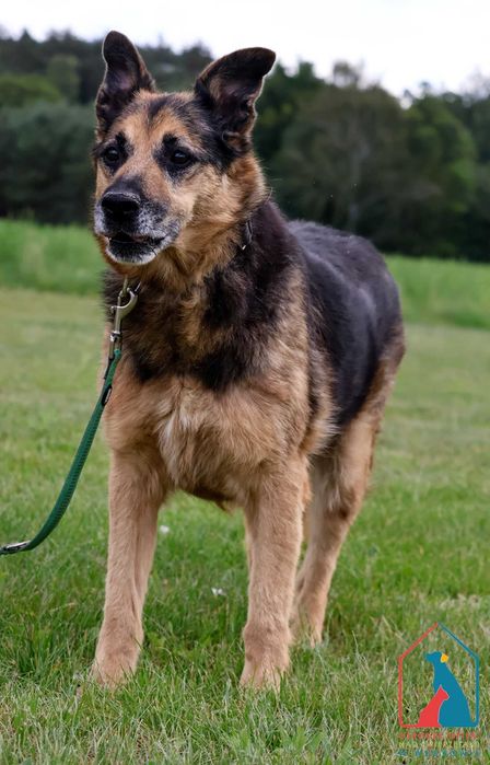 Bardzo przyjazny piesek Master od 2018 r jest w schronisku! Adoptuj!