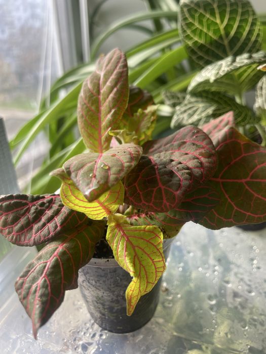 Фітонія фіттонія фитония