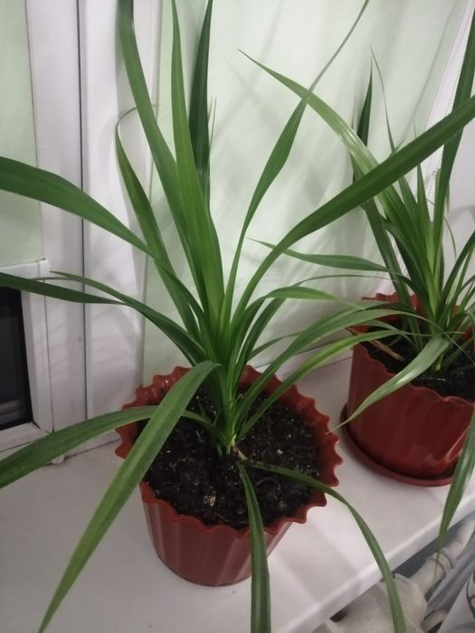 Панданус кімнатний