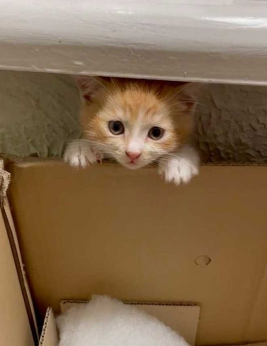 Рудий котик 1.5 місяці