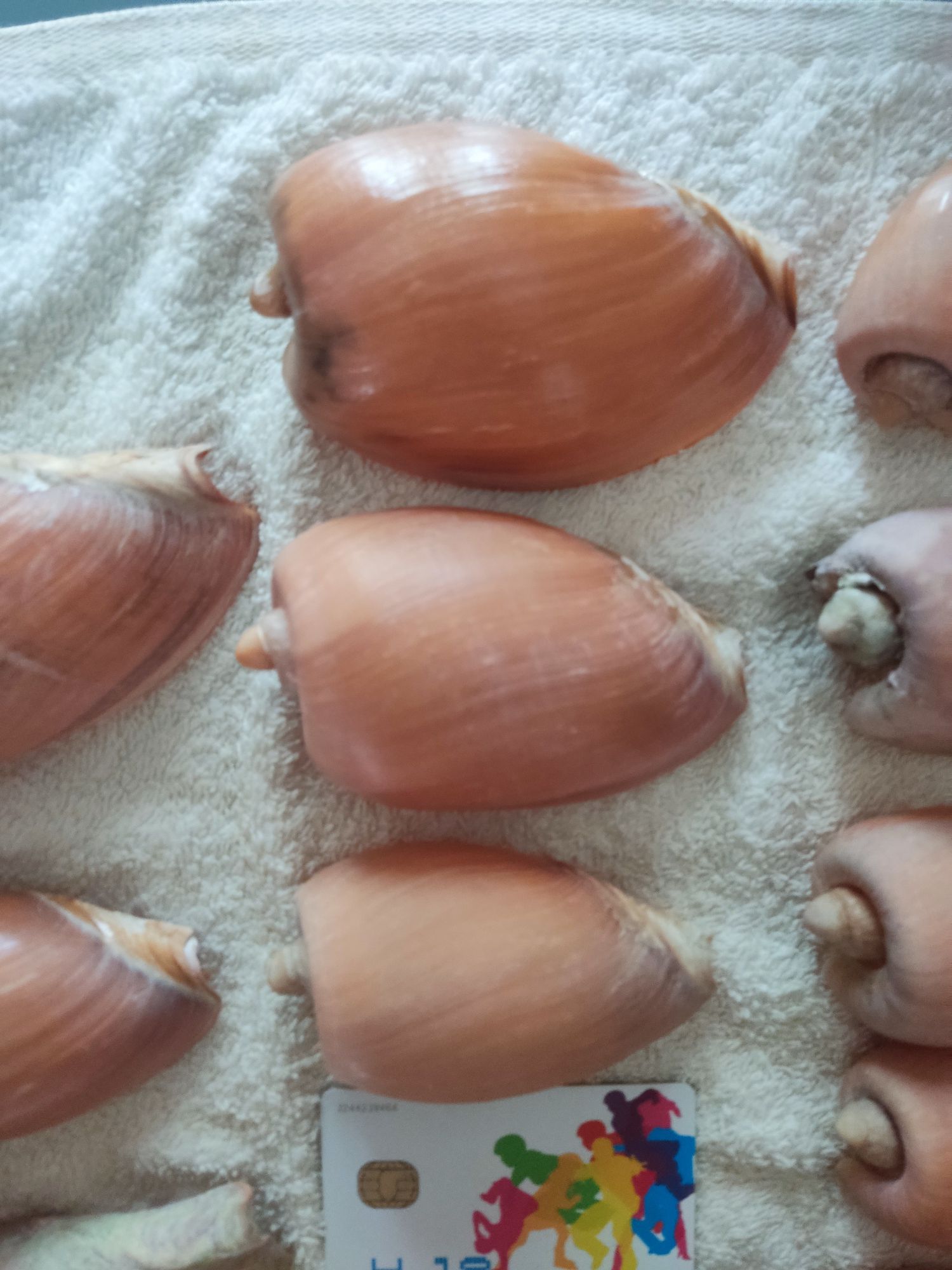 Conchas naturais da costa portuguesa