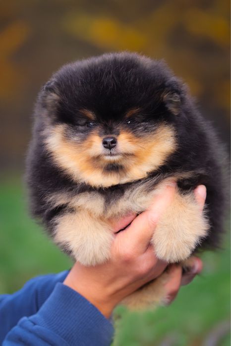Pomeranian szpic miniaturowy / linia azjatycka/ black and tan ZKwP FCI