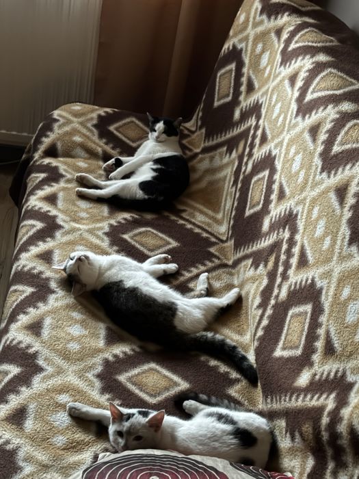 Oddam kotki w dobre rece