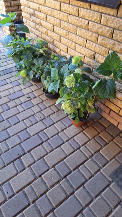 Продам  саженцы гортензии