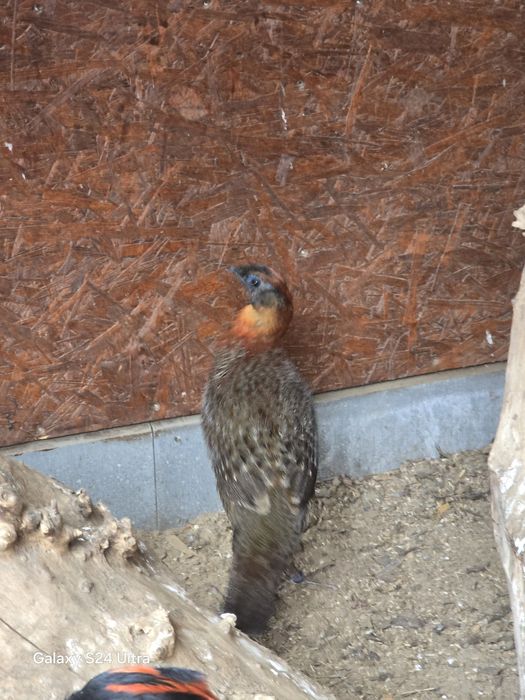 Tragopan Modrolicy ,,Tyminek,,