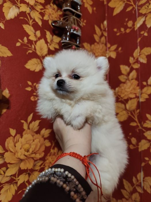 Померанський шпіц, мішка, дівчинка