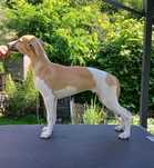 Suczka Whippet ZKwP / FCI