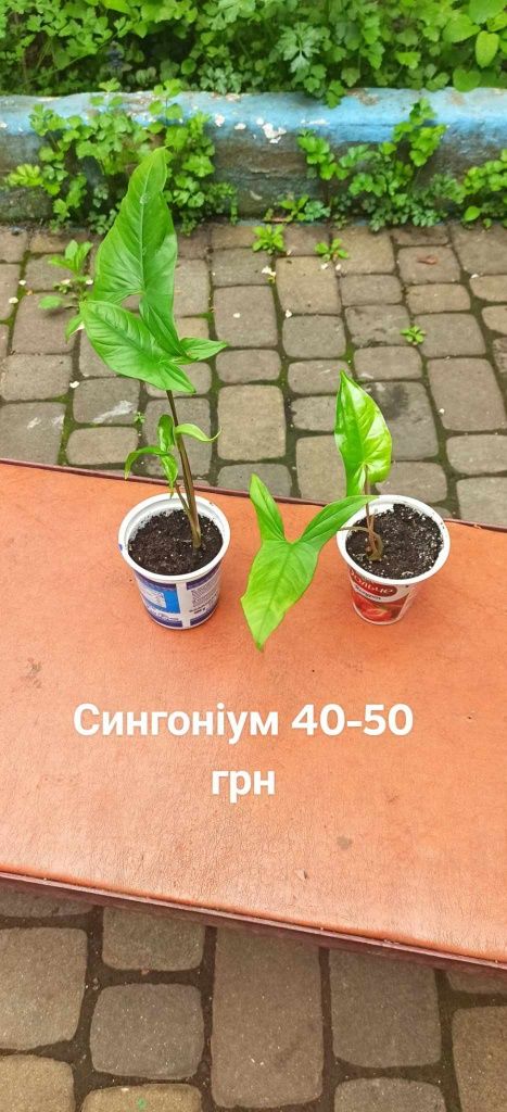 Комнатные цветы разные