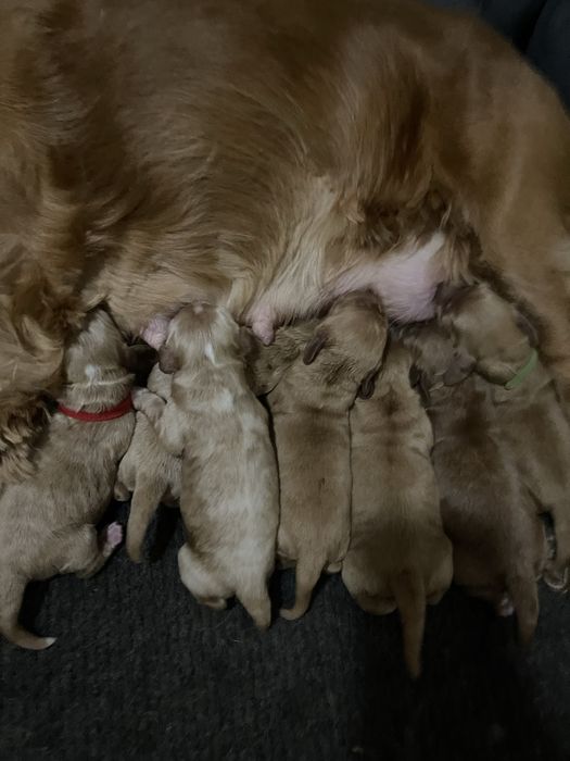 Cockapoo samiec F1 badania genetyczne