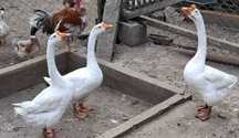 Gansos perus galinhas fracas cisnes