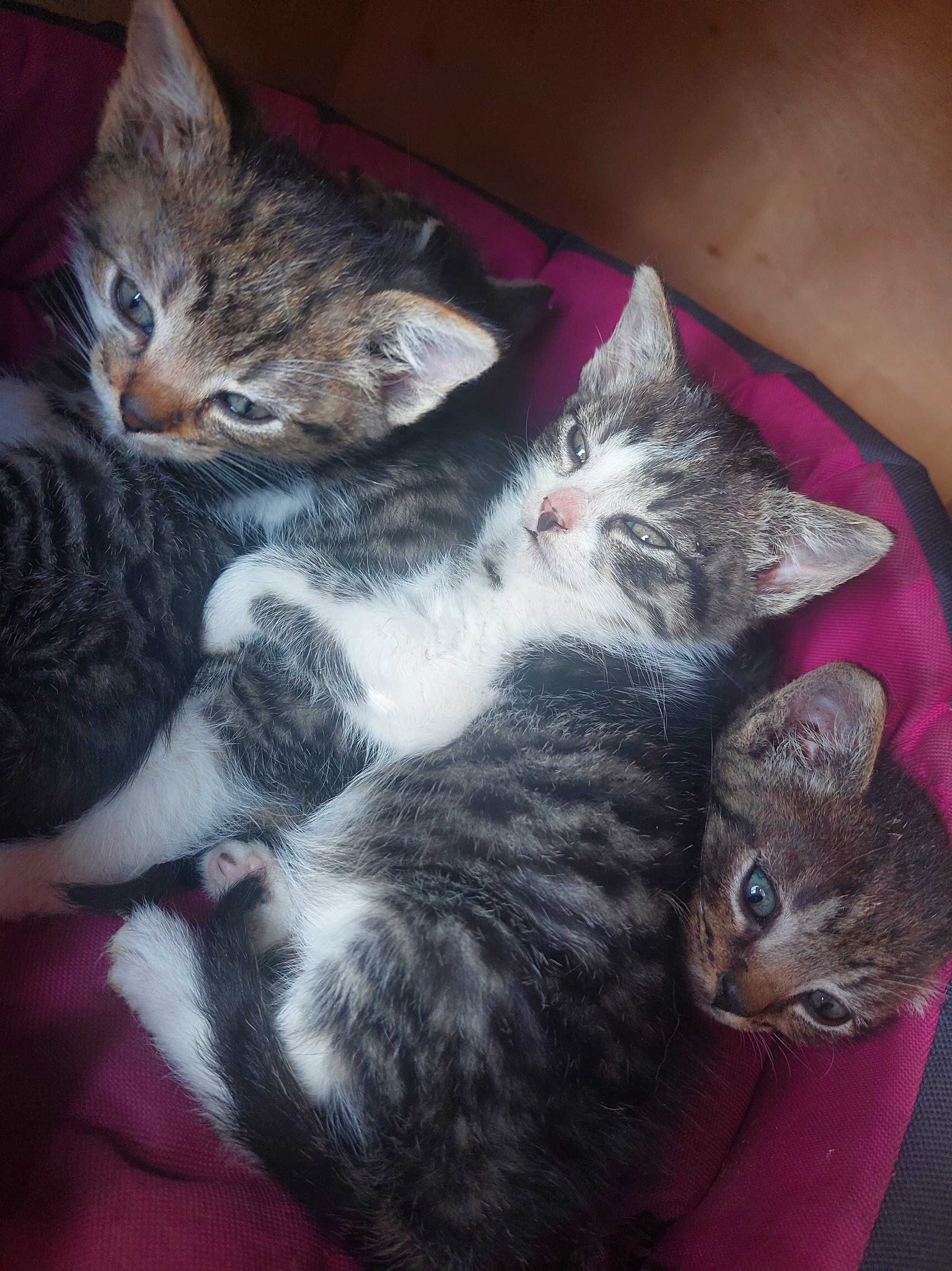 4  śliczne, przyjaznei wesole kotki