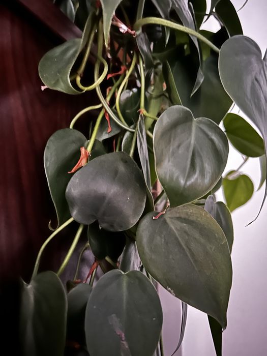 Philodendron Scandens, micans e ep cebu blue