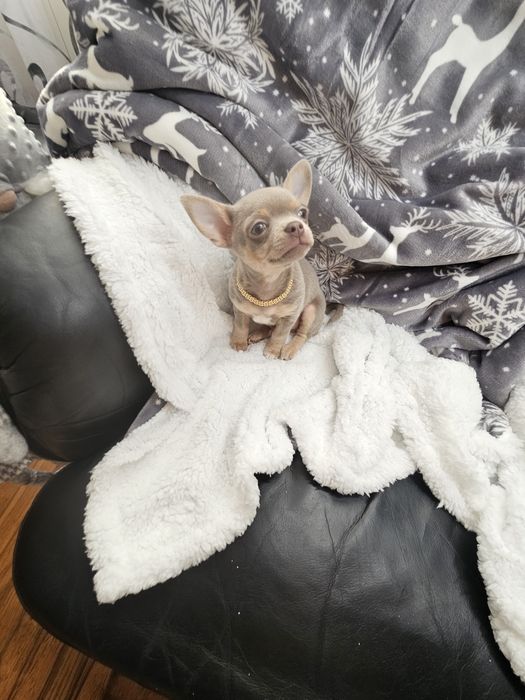 Mini Piesek chihuahua