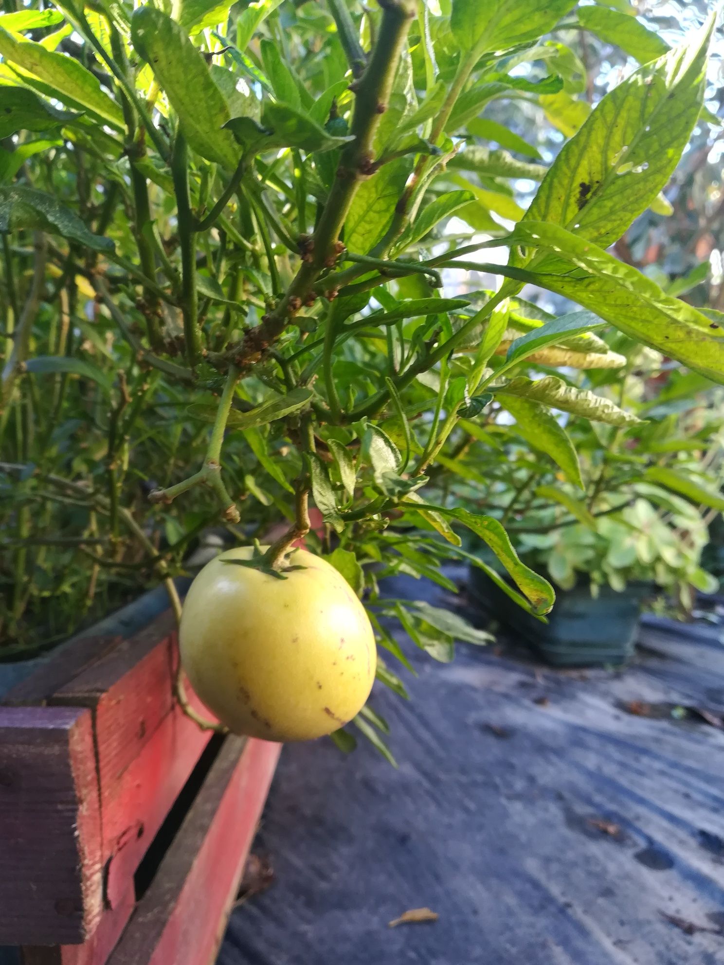 Fruta pêra melão                    .