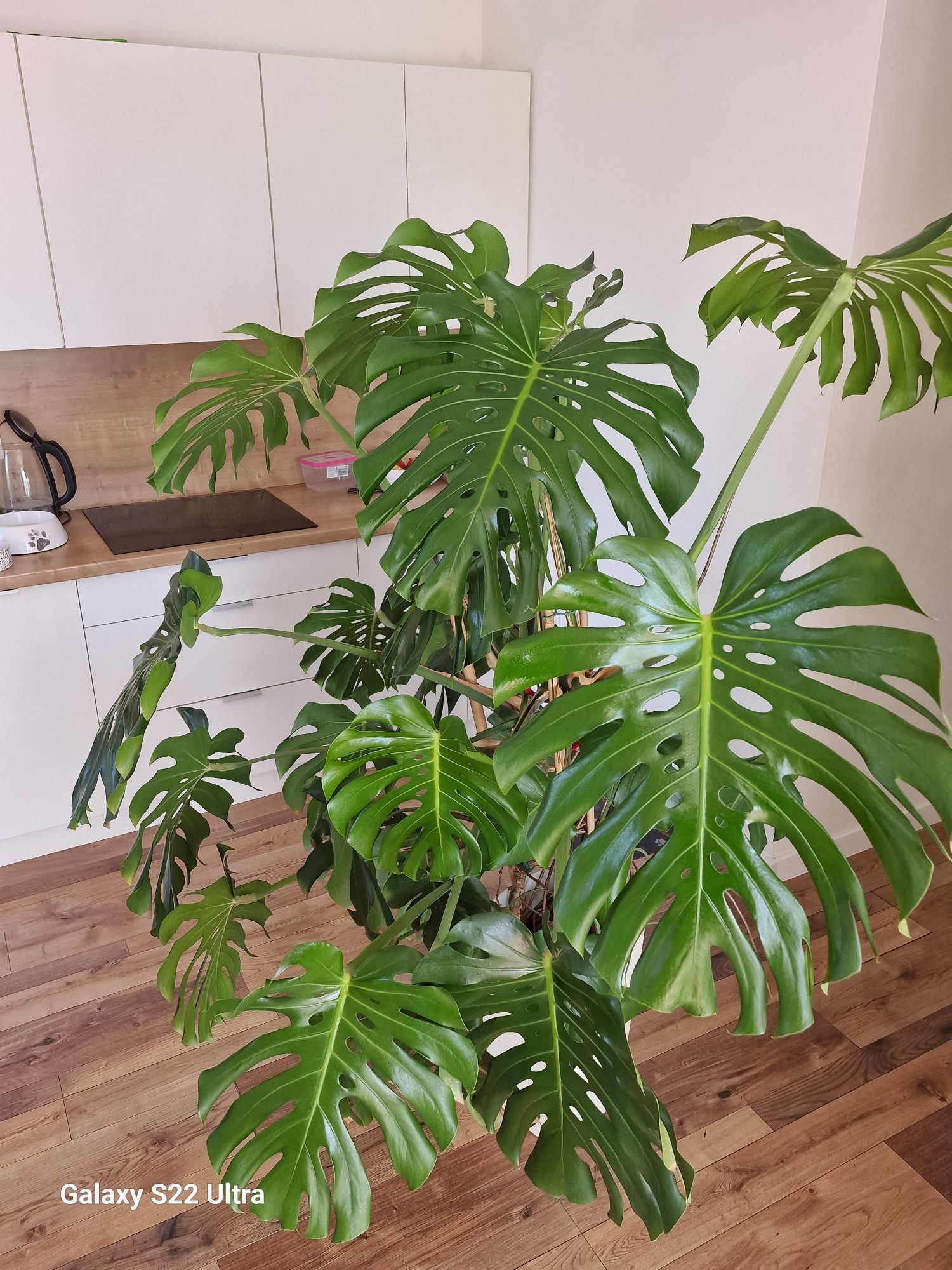 Monstera kwiat duży