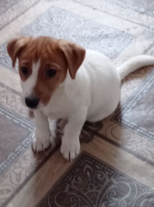 Цуценя Джек Рассел