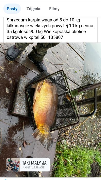 Karp na łowiska i nie tylko