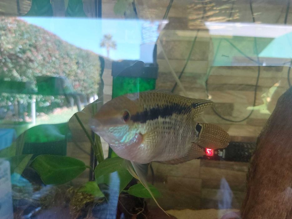 Vendo 2 Mesonautas Festivus e 2 Geophagus sp. “'Tapajos Red Head”