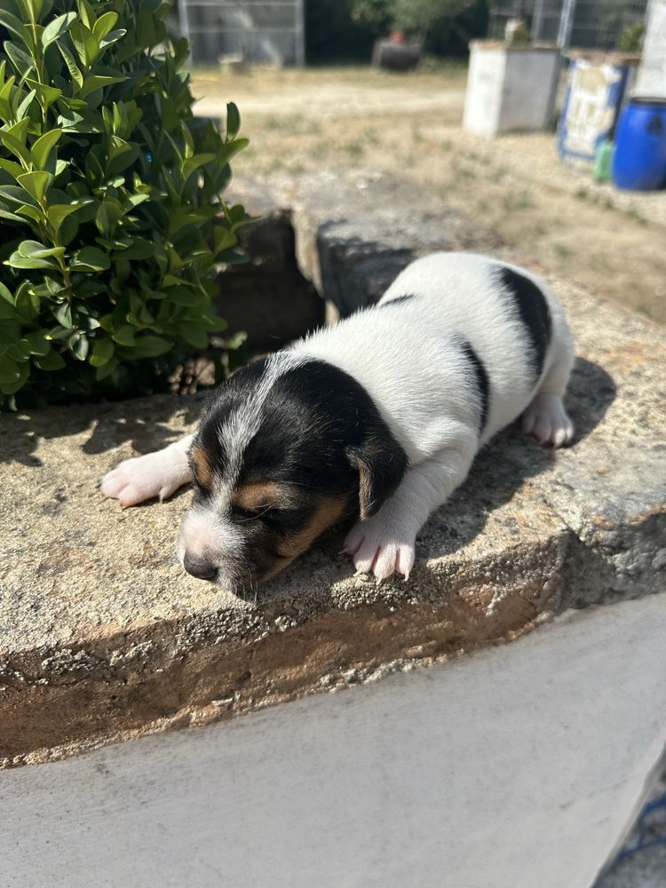 Magnífico menino jack russel