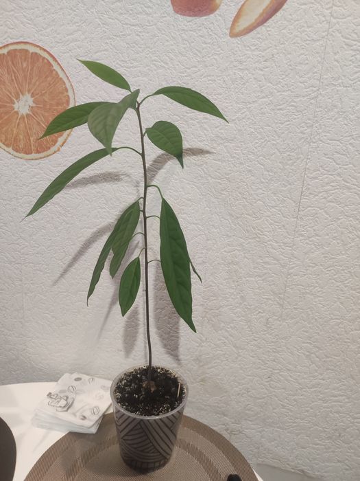 Авокадо люкс 4місяці.