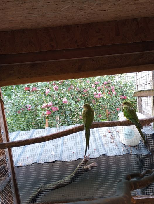 Sprzedam młoda aleksandrette