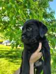 Szczeniak Labrador retriever czarny