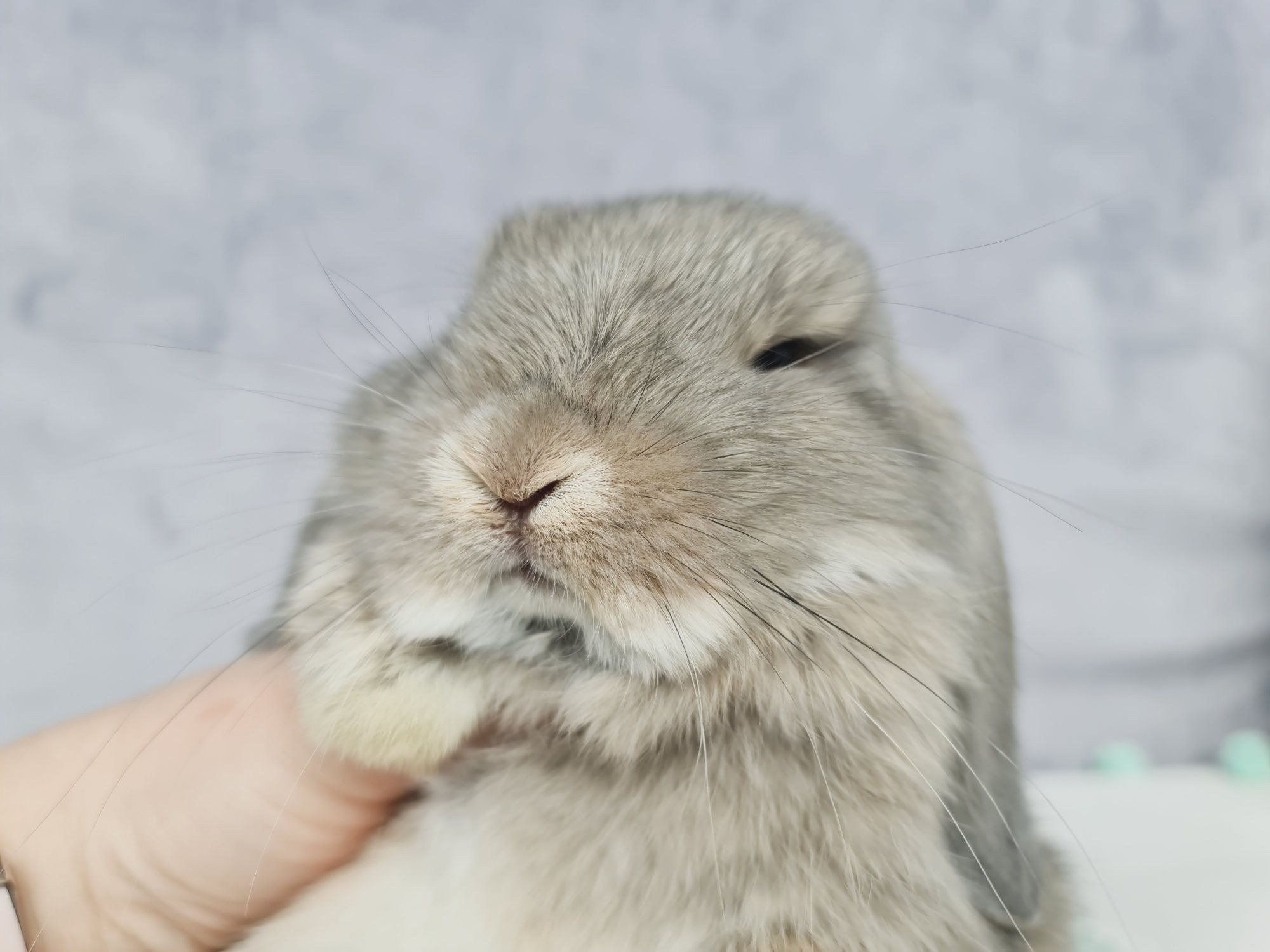 Mini lop królik króliczek miniaturka baranek gotowy na odbiór