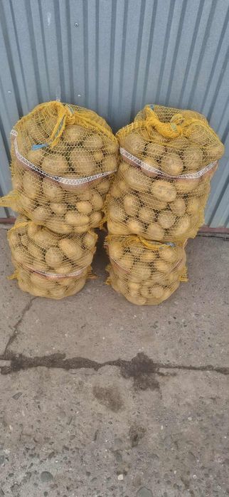 Ziemniaki jadalne Soraya