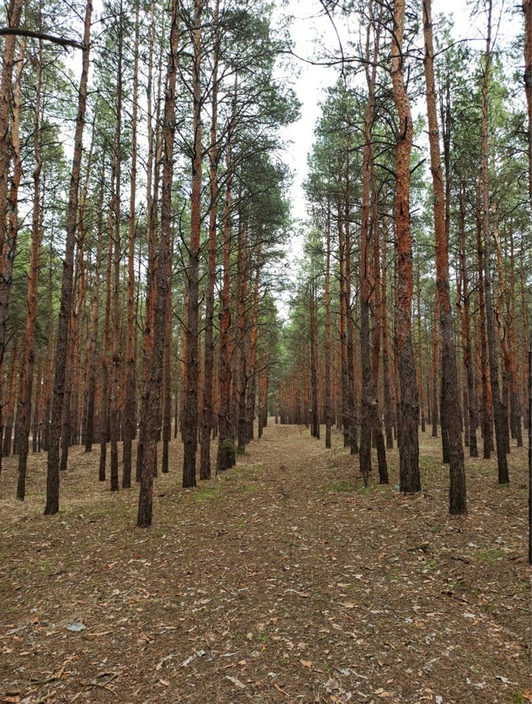 Земельна ділянка м.Нетішин: Солов’є; участок для ведення С/Г біля лісу